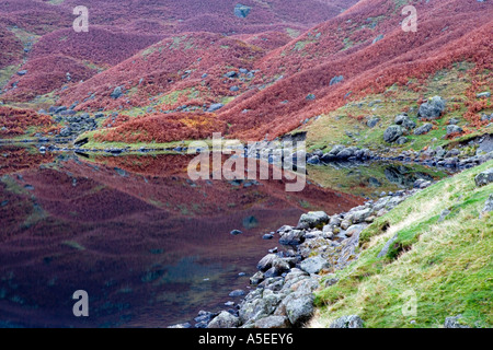 Collines couvertes de Bracken reflète dans Easedale Tarn, Lake District sur une journée encore à l'automne. Banque D'Images