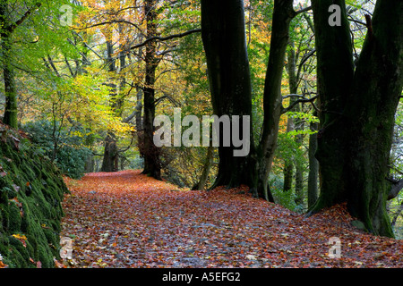 Un chemin parsemé de feuilles par Rydal Woods, Lake District, à l'automne. Banque D'Images