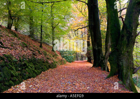 Un chemin parsemé de feuilles par Rydal Woods, Lake District, England, UK, à l'automne. Banque D'Images