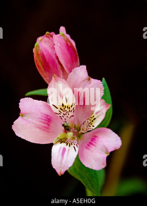 Fleur Rose Astroemeria et bud contre un fond noir Banque D'Images