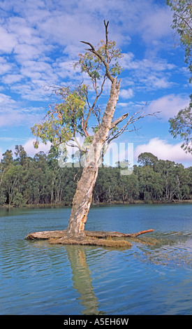L'arbre mort dans l'eau bleue de Murray River, près de Wentworth NSW Australie Banque D'Images