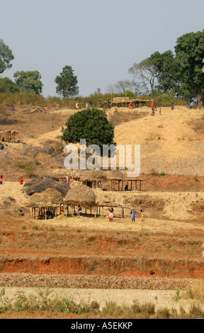 Battage communal est un village tribal indien Activité dans le district de Koraput d'Orissa en Inde Banque D'Images