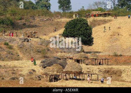 Battage communal est un village tribal indien Activité dans le district de Koraput d'Orissa en Inde Banque D'Images