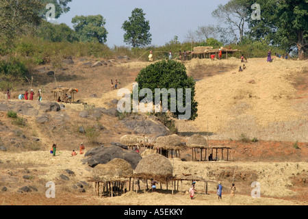 Battage communal est un village tribal indien Activité dans le district de Koraput d'Orissa en Inde Banque D'Images