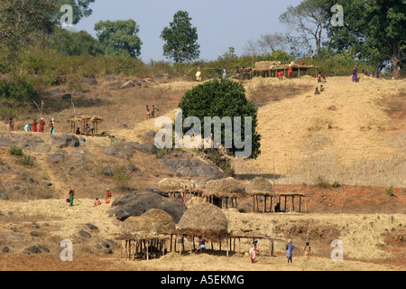 Battage communal est un village tribal indien Activité dans le district de Koraput d'Orissa en Inde Banque D'Images