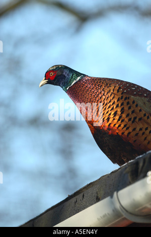 Commune de faisan de Colchide Phasianus colchicus torquatus avec bague de col blanc debout sur le toit du garage Banque D'Images