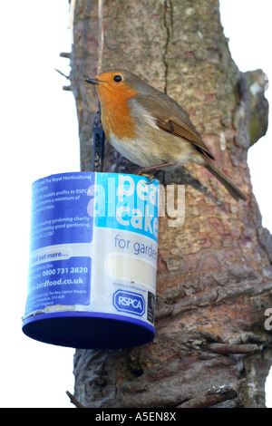 Erithacus rubecula aux abords d'oiseaux sur le jardin du gâteau à la station d'alimentation Banque D'Images