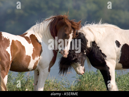 Deux chevaux à jouer momentanément chefs rub Banque D'Images