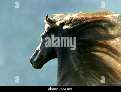 Tête de 12 ans cheval frison étalon avec une longue crinière qui coule et rétro-éclairées Banque D'Images