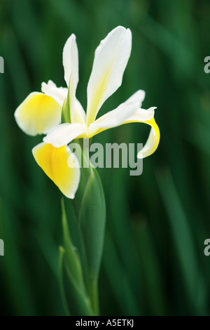 Iris jaune fond vert luxuriant de fleurs Banque D'Images