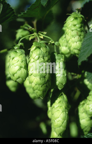 Houblon pour la culture brassicole à Bushy Park dans le sud de la Tasmanie, variété Fuggles Banque D'Images