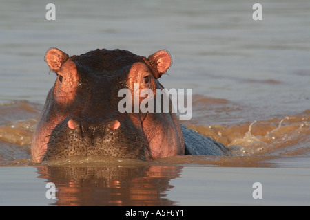 KENYA : Hippopotame, hippopotame, sur le lac Baringo au Kenya, safari Banque D'Images