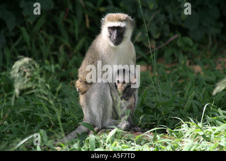 Un singe et bébé, Parc national du lac Nakuru, Kenya Banque D'Images