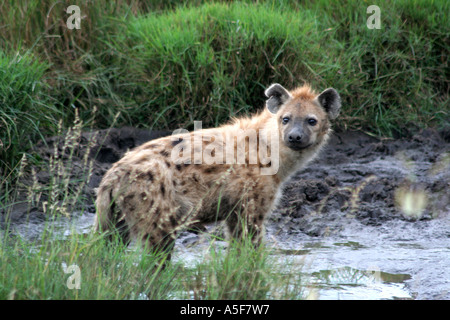 Hyène dans l'herbe sur le Masai Mara, Kenya, Afrique, Safari Banque D'Images