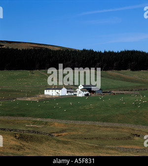 Middle End Farm, Monk's Moor, près de Middleton-in-Teesdale, Upper Teesdale, North Pennines, Durham, England, UK. Banque D'Images