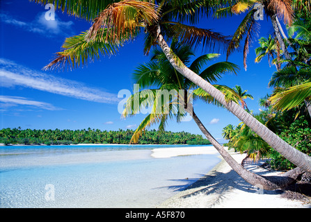 Palmiers sur la plage tropicale à Aitutaki Lagoon Cook dans le Pacifique Sud Banque D'Images