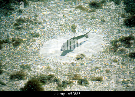 À travers l'école de natation de Bonefish de petits poissons-appâts au Belize Amérique centrale Caraïbes Banque D'Images