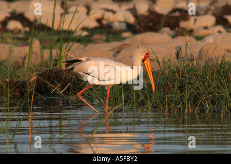 KENYA : Yellowbilled Stork Mycteria ibis se lisser le lac Baringo, Kenya Africa d'oiseaux sauvages Banque D'Images