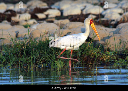 KENYA : Yellowbilled Stork Mycteria ibis au lissage Lac Baringo Kenya Afrique Banque D'Images