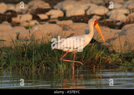 KENYA : Yellowbilled Stork Mycteria ibis au lissage Lac Baringo Kenya Afrique Banque D'Images