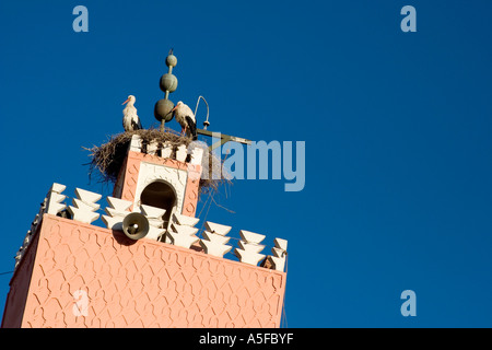 Les cigognes nichant dans la tour de la mosquée marocaine Banque D'Images