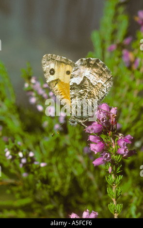 Papillon de l'ombre sur la bruyère d'alimentation Banque D'Images