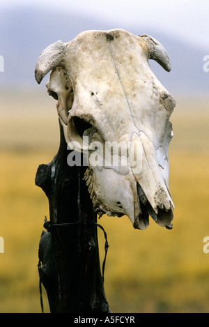Crâne de vache accrochée à un poteau de clôture Banque D'Images