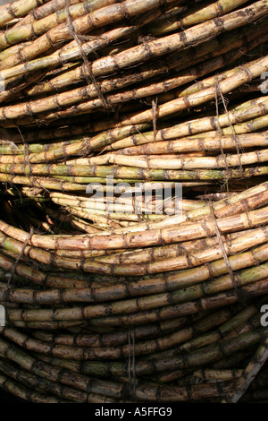 Des piles de la canne à sucre dans la région de Stonetown, Zanzibar Banque D'Images