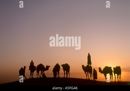 Les chameaux et les cavaliers bédouins au coucher du soleil, Douz, Sahara, Tunisie, Afrique du Nord Banque D'Images