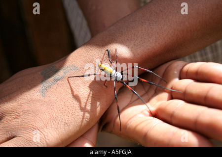 Un long pattes jaune, rouge, noir et blanc sur les jeunes garçons araignée rampe main main tatouée à Antananarivo, Madagascar Banque D'Images