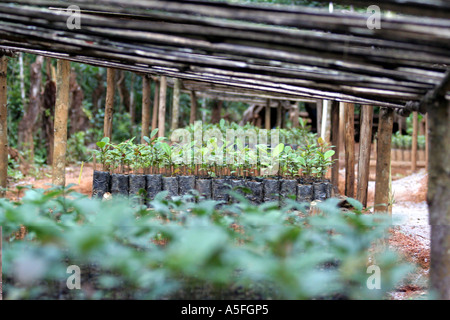 Et une pépinière de plantes dans le Parc National de Mantadia, Andasibe, Madagascar ( ) Banque D'Images