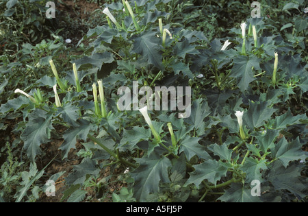 Thorn Apple ou la stramoine Datura stramonium plante hallucinogène toxique les mauvaises herbes, Grèce Banque D'Images