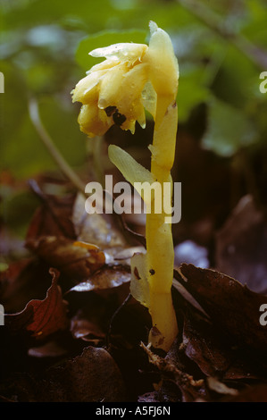 Hypopitys Monotropa nid oiseaux jaune plante saprophyte parmi les feuilles mortes Banque D'Images