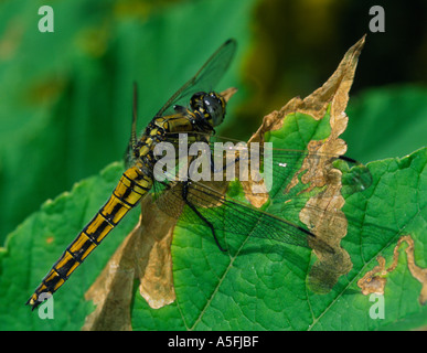 Libellule on leaf Banque D'Images