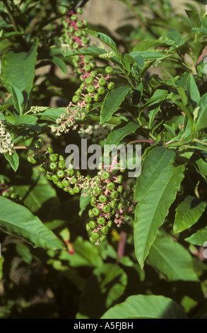 Phytolacca americana du phytolaque (pokeweed) plante en fleur et l'ensemencement France Banque D'Images