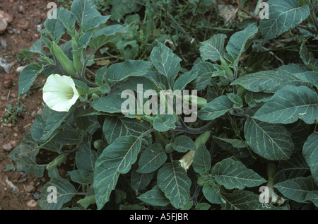Thorn Apple ou stramoine Datura inoxia en fleurs Espagne Banque D'Images
