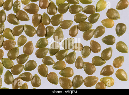 Ortie Urtica urens graines annuel Banque D'Images