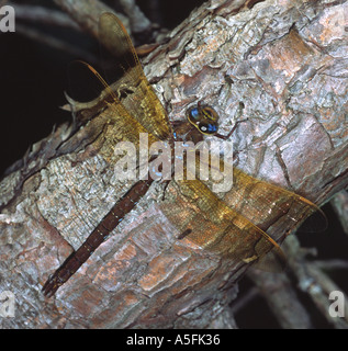Brown hawker dragonfly Banque D'Images