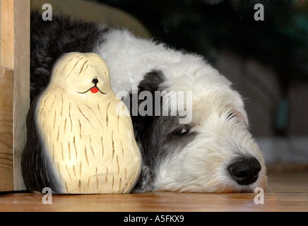 Old English Sheepdog (aussi connu sous le Bobtail) Banque D'Images