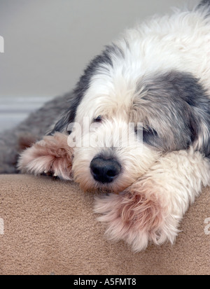 Old English Sheepdog (aussi connu sous le Bobtail) Banque D'Images