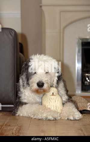 Old English Sheepdog (aussi connu sous le Bobtail) Banque D'Images