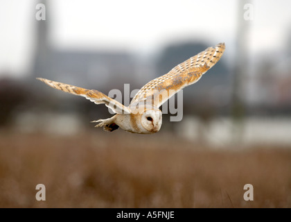 L'Effraie des clochers (Tyto alba), volant dans le champ Banque D'Images