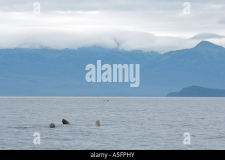 Les Lions de mer de Steller, SE - sud-est de l'Alaska Banque D'Images