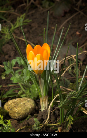 Fleurs de Crocus au printemps 2007 Banque D'Images