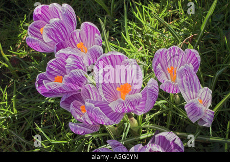 Fleurs de Crocus au printemps 2007 Banque D'Images