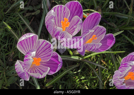 Fleurs de Crocus au printemps 2007 Banque D'Images