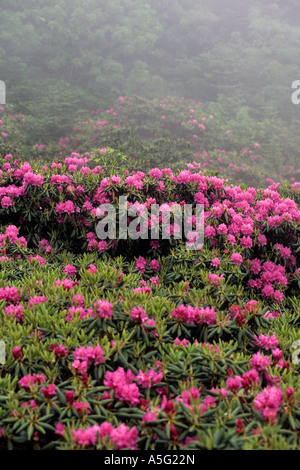 Rhododendrons en fleurs sur un matin brumeux. Banque D'Images