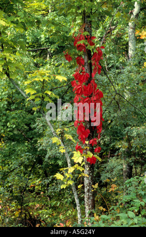 Touche de feuilles rouges colorés comme la saison commence à changer. Banque D'Images