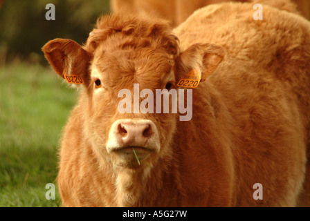 CowMBF1788 Haute Vienne Limousin France limousin un veau avec ses boucles d'enregistrement Blenkinsop Mike Photographie Banque D'Images