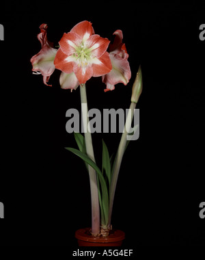 Très florifère AMARYLLIS Hippeastrum en pot Banque D'Images